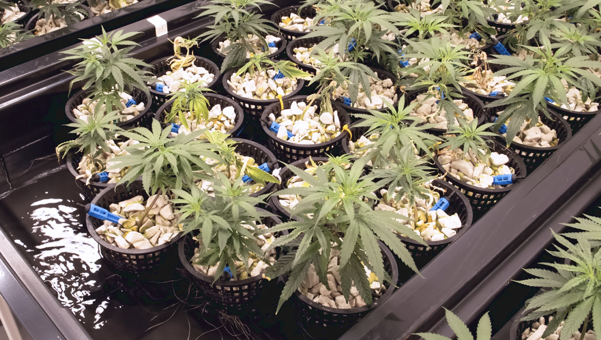 Why and how to use a pH pen: hydro Why and how to use a pH pen: hydro