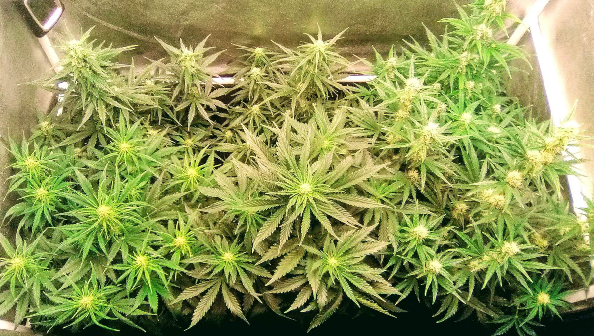 Strawberry Pie Auto Cannabis Strain Week-by-Week Guide: Autoflowers in early flower indoors Strawberry Pie Auto Cannabis Strain Week-by-Week Guide: Autoflowers in early flower indoors