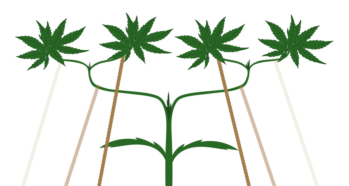 Main-lining: Tie down the branches in a 90 degree angle Main-lining: Tie down the branches in a 90 degree angle