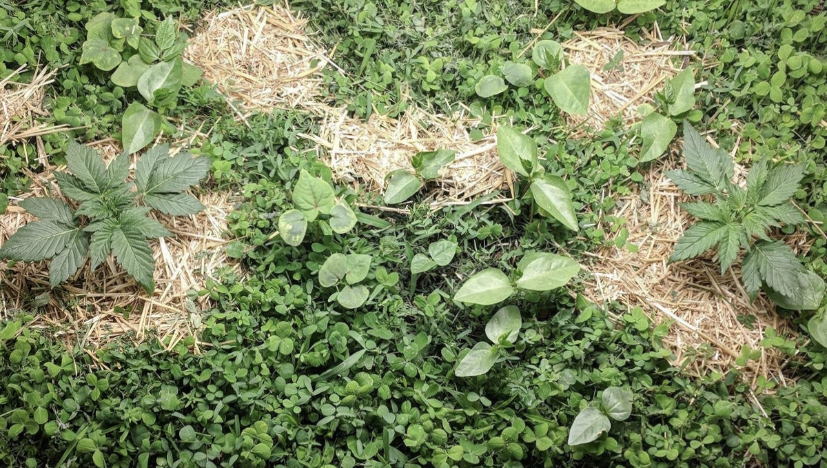 No-till cannabis guide: what is it?