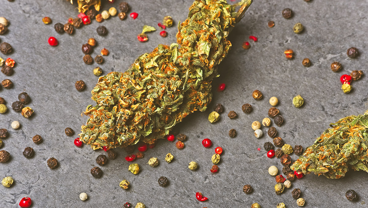 Caryophyllene is the terpene characteristic of that herbal, spicy, and woody flavor and smell in cannabis plants and buds. Caryophyllene is the terpene characteristic of that herbal, spicy, and woody flavor and smell in cannabis plants and buds.