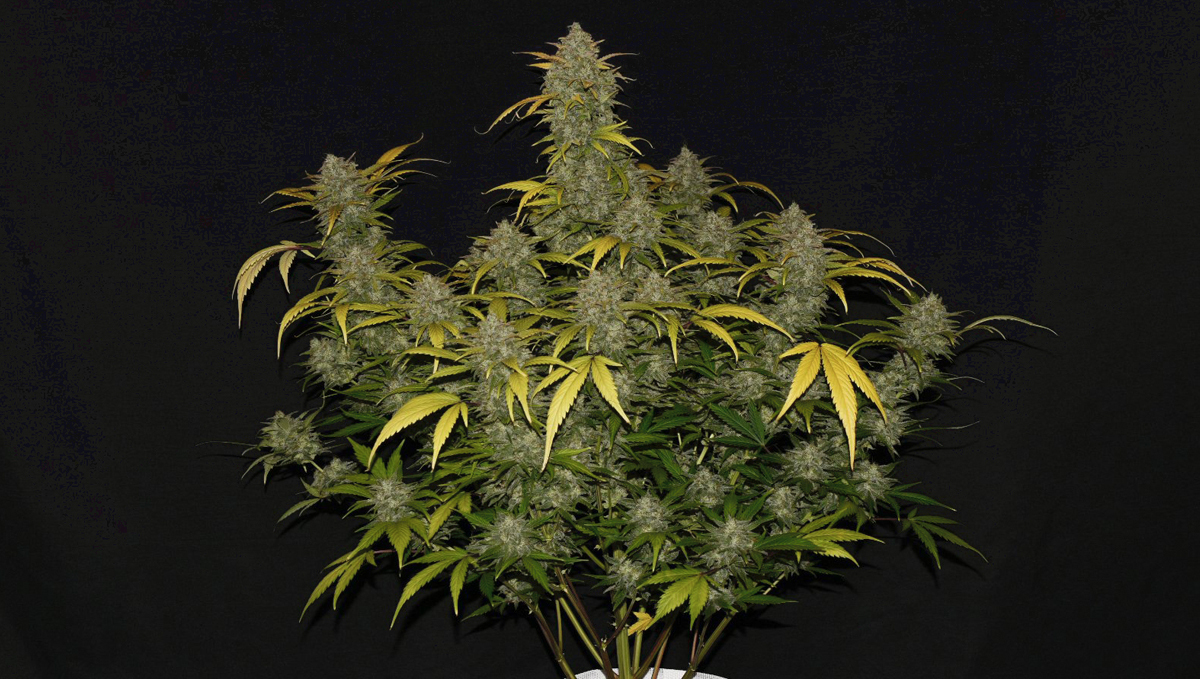 Top 10 strains to grow outdoors: Gelato Auto