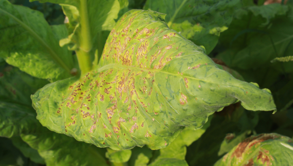Tobacco Mosaic Virus