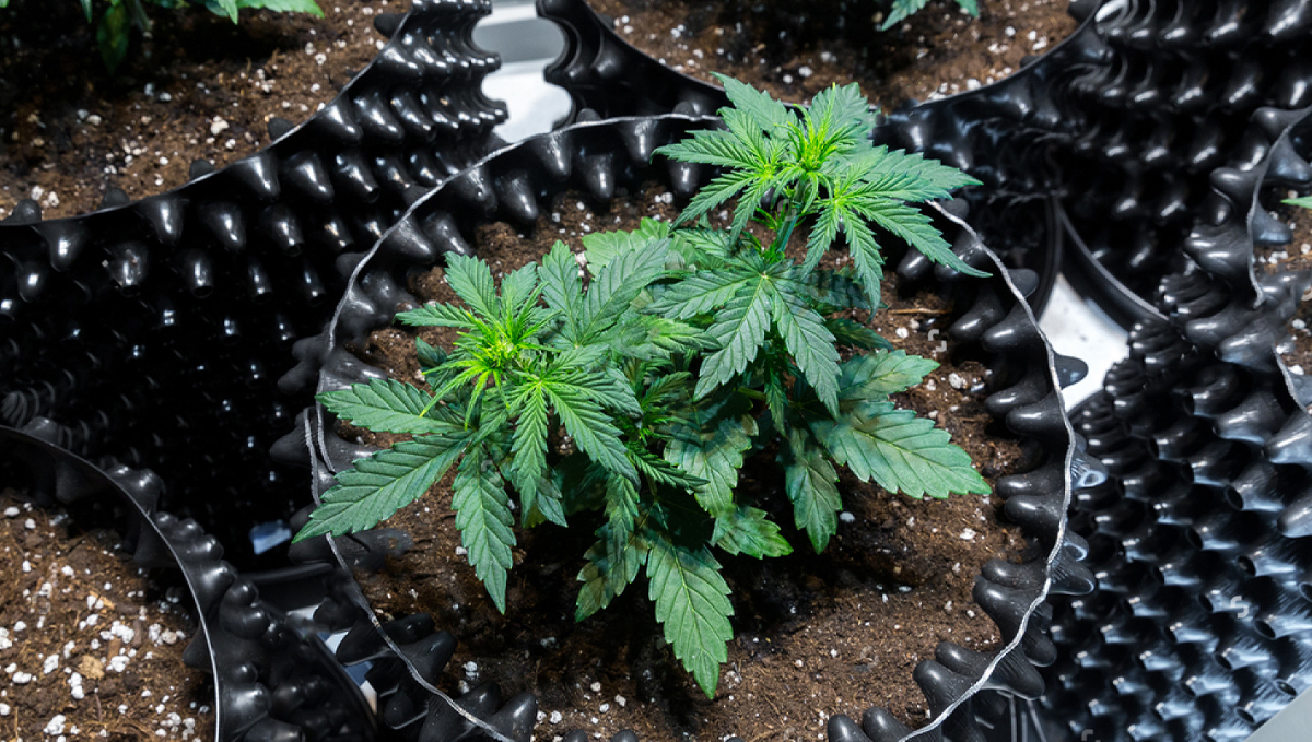 Tipos de vasos para o cultivo de autoflorescentes: air pots