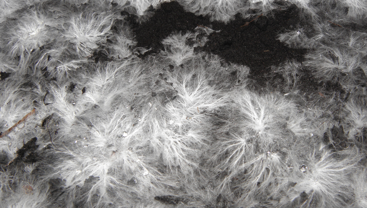 Cannabis and mycorrhizae: knf Cannabis and mycorrhizae: knf