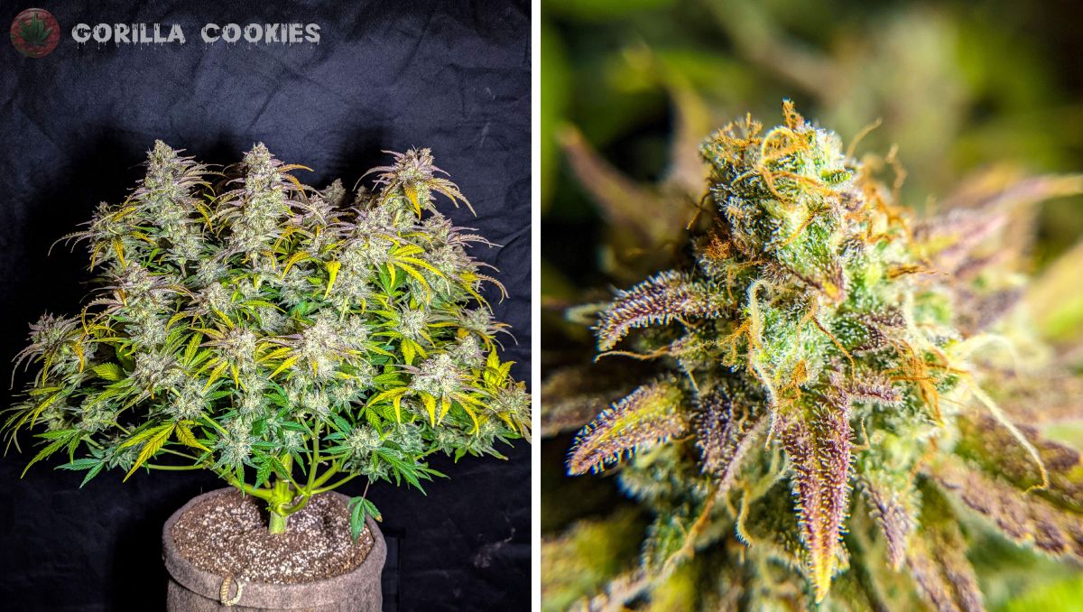 Gorilla Cookies Auto, guía semanal de la variedad: Cogollos muy azucarados Gorilla Cookies Auto, guía semanal de la variedad: Cogollos muy azucarados