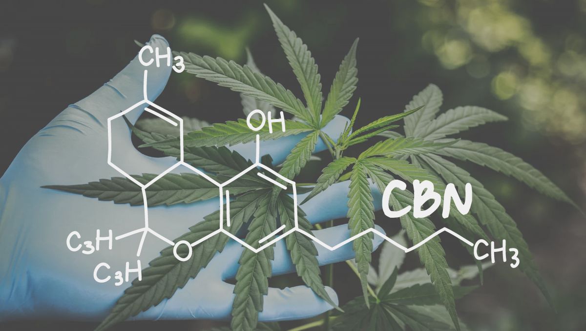 When aging weed for too long, high CBN contents will be found. When aging weed for too long, high CBN contents will be found.