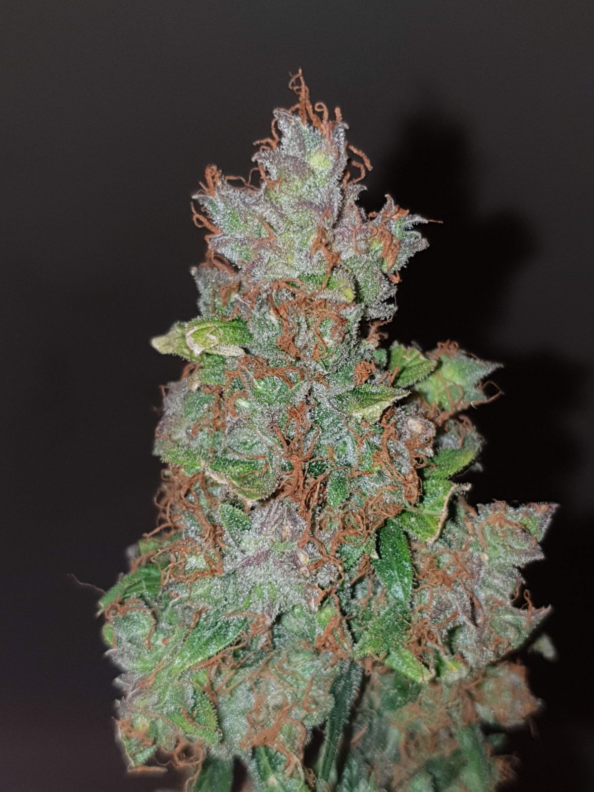 fastbuds west coast OG by DrKushLife.jpg