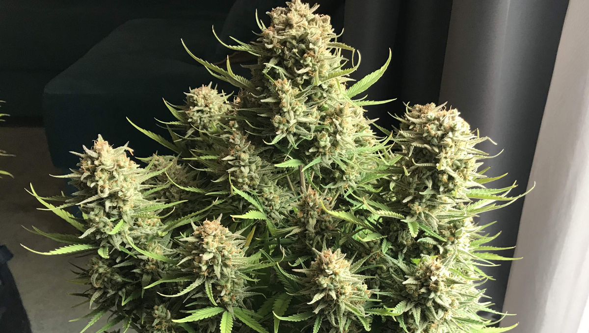 Top 10 cheap seeds: west coast og auto
