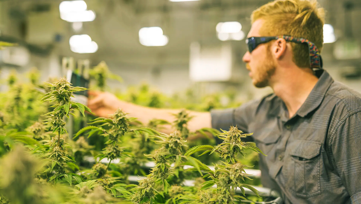 Premium-quality cannabis buds Premium-quality cannabis buds usually come from experienced growers.