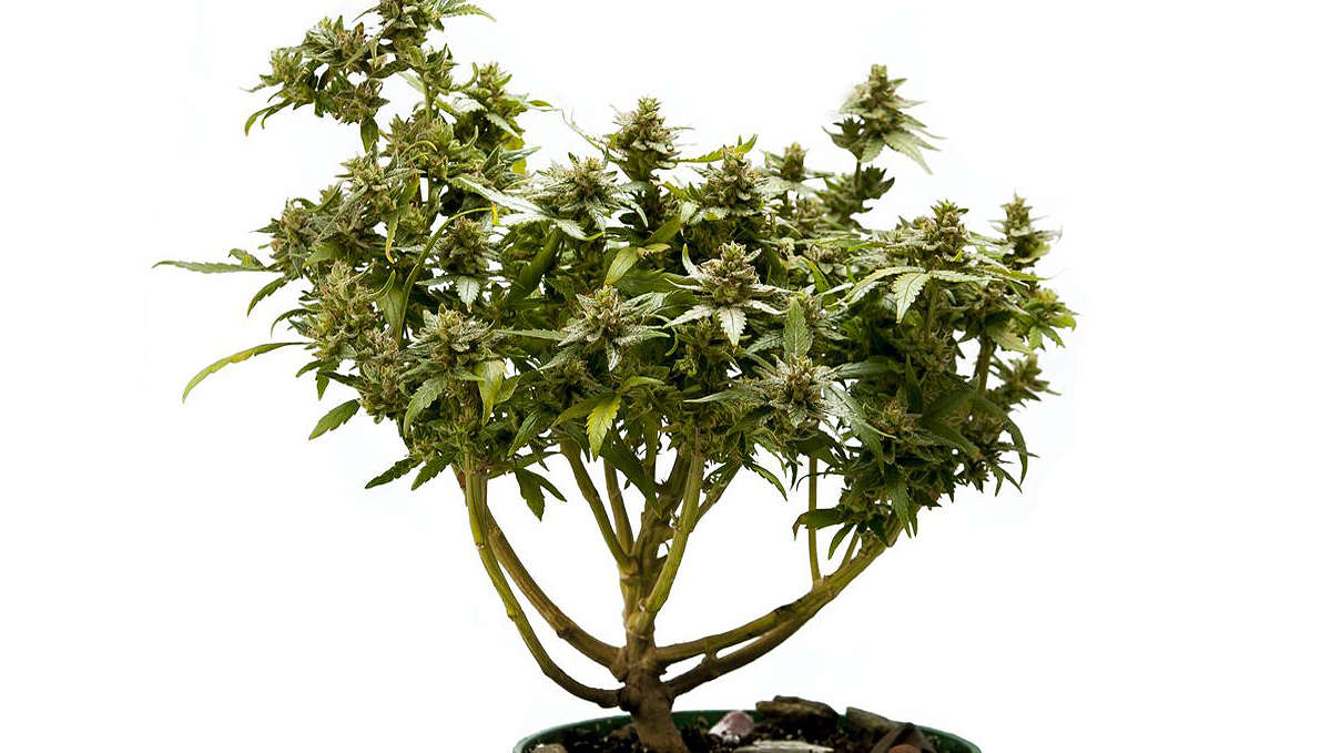 Wie man seinen eigenen Cannabis-Bonsai züchtet: Was ist das?
