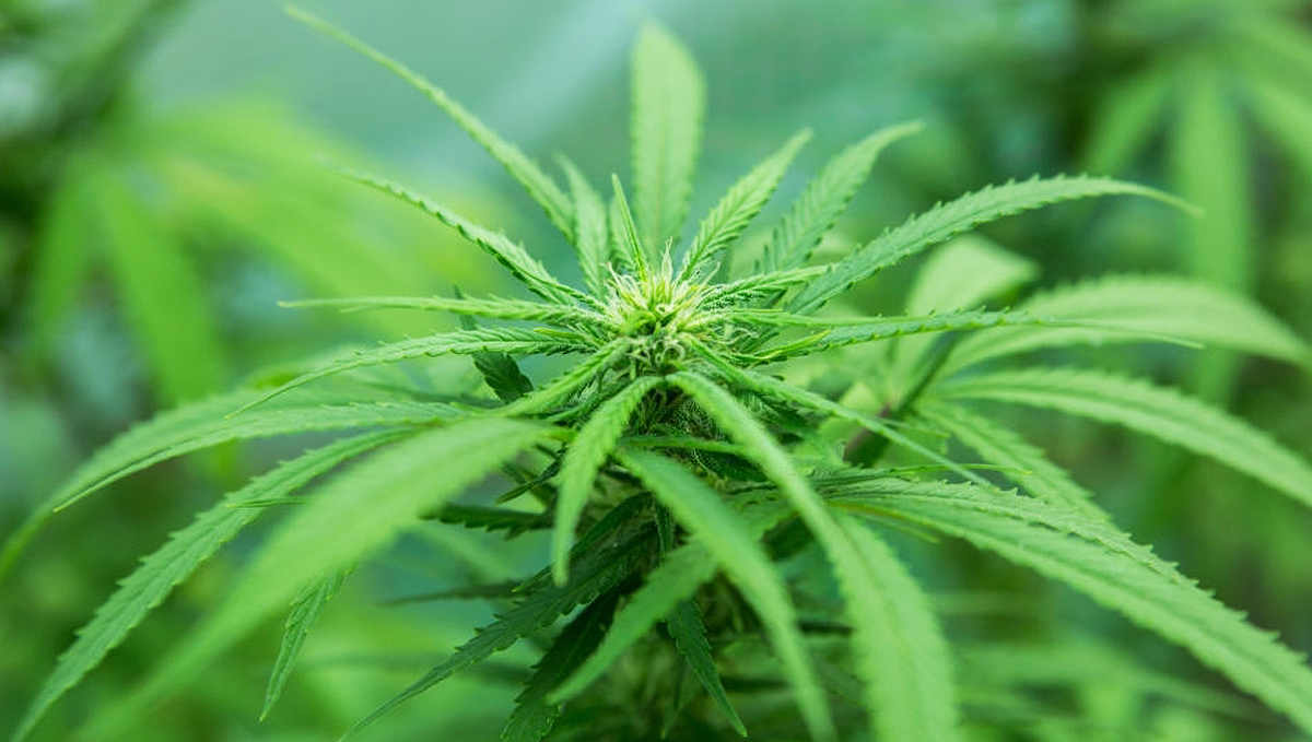 Growing Autoflowering Cannabis Outdoors: cannabis plant flowering outdoors Growing Autoflowering Cannabis Outdoors: cannabis plant flowering outdoors