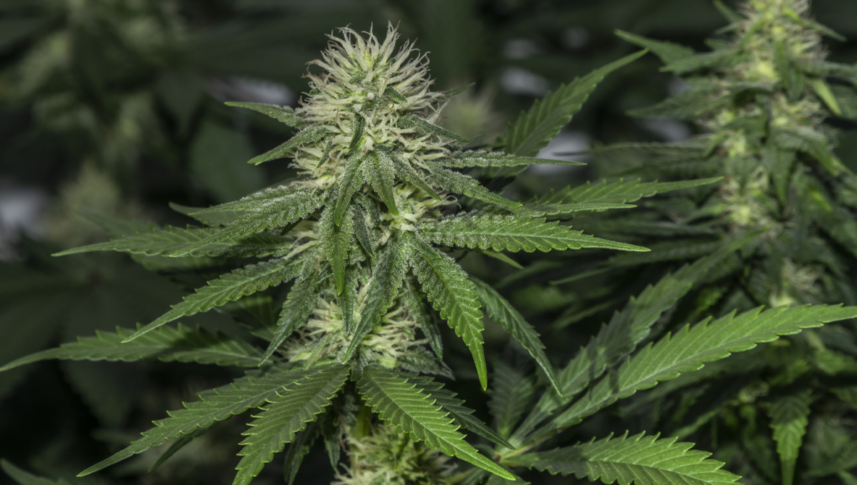 Bestes Düngeschema für Autos: Nährstoffe in der Blütephase Bestes Düngeschema für Autos: Nährstoffe in der Blütephase