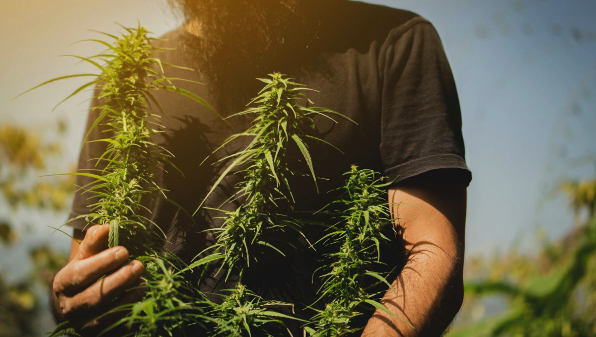 Check for your housemates if they agree on you growing weed at home. Check for your housemates if they agree on you growing weed at home.