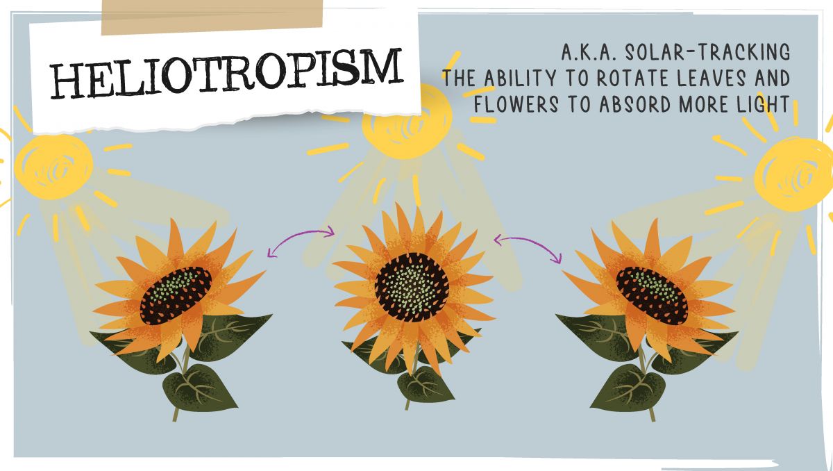Can cannabis plants think?: heliotropism
