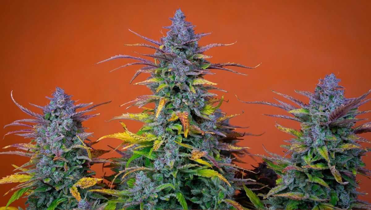 Jak dlouho trvají samonakvétací květy od výsevu do sklizně: 9. týden - druhá polovina kvetení Jak dlouho trvají samonakvétací květy od výsevu do sklizně: 9. týden - druhá polovina kvetení