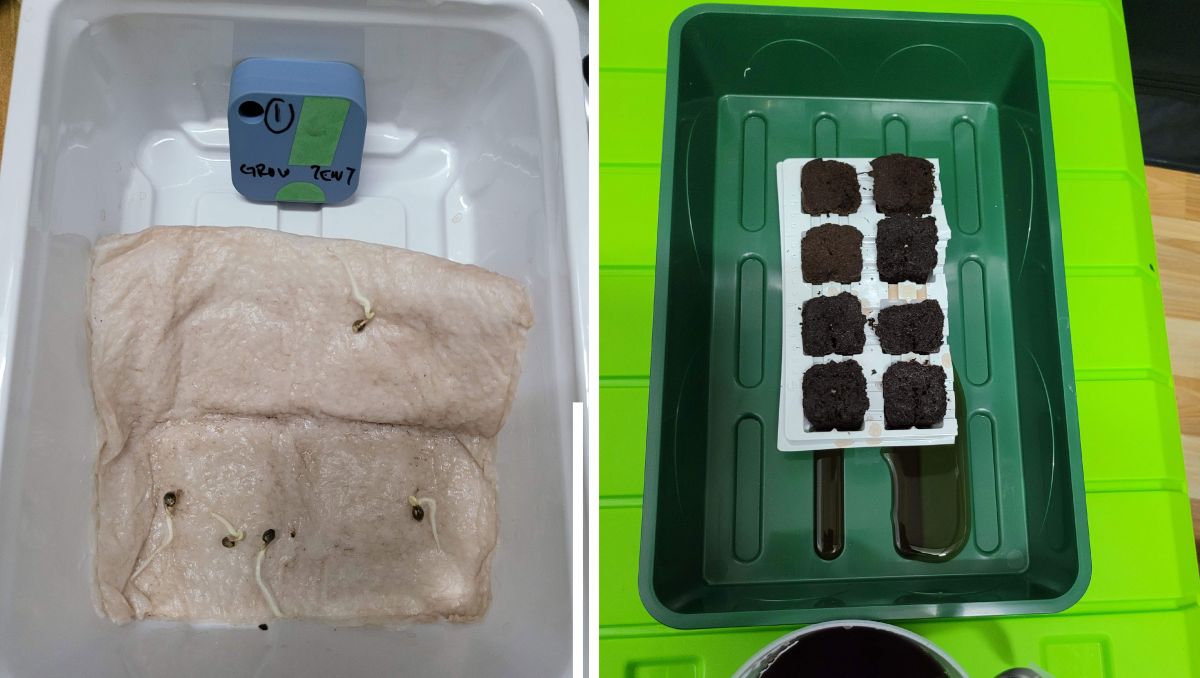 Gorilla Cookies Auto, guía semanal de la variedad: Papel de cocina mojado y Root Riot Gorilla Cookies Auto, guía semanal de la variedad: Papel de cocina mojado y Root Riot