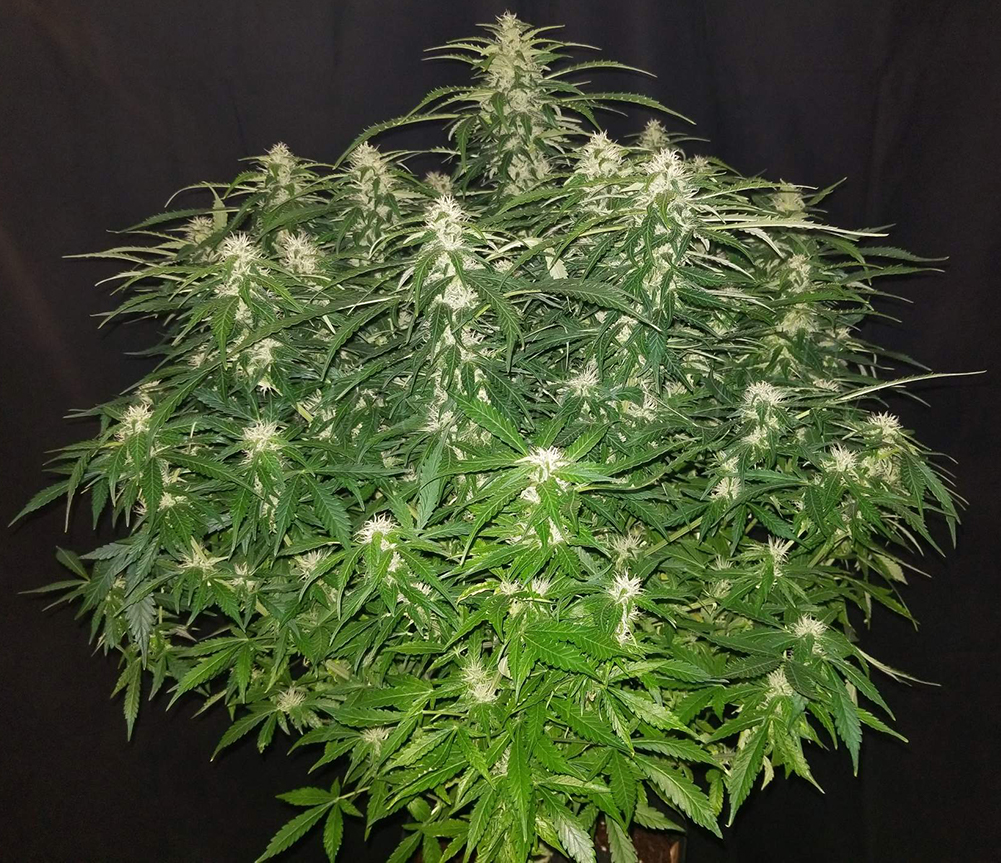 A Fast Buds' Gorilla Glue grown by @bangdangbuds on Instagram