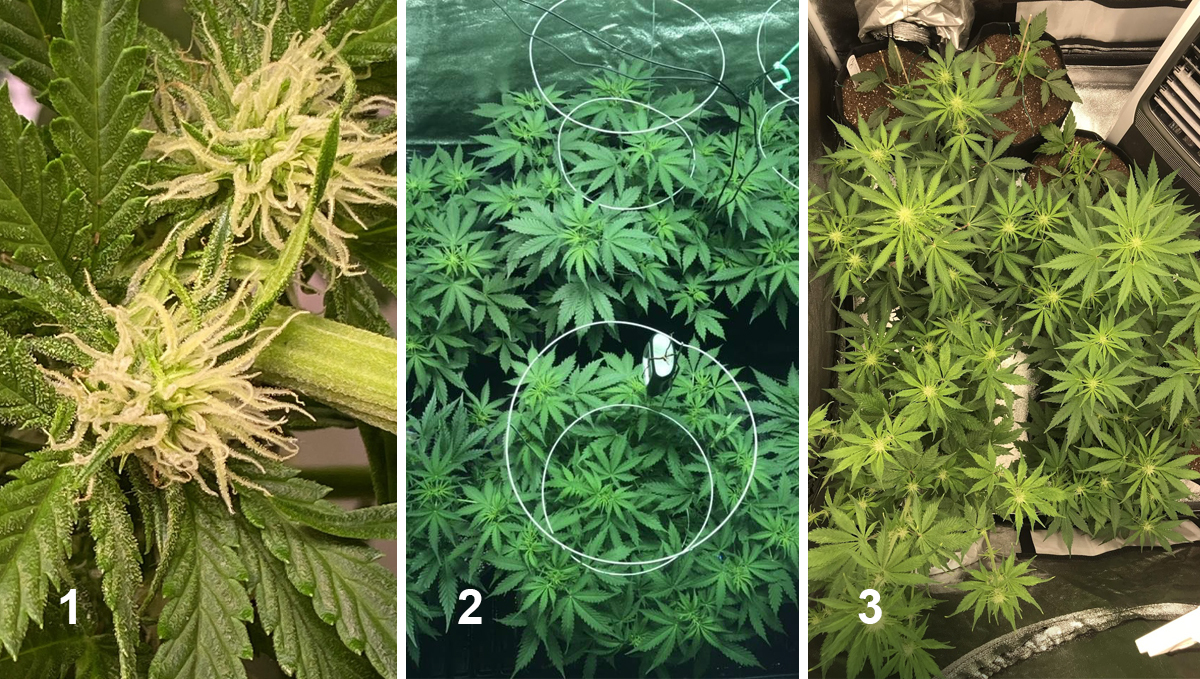 Northern Lights: week 6