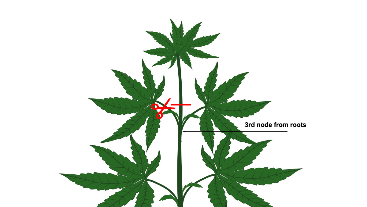 Main-lining: cut your plant down to the third node Main-lining: cut your plant down to the third node
