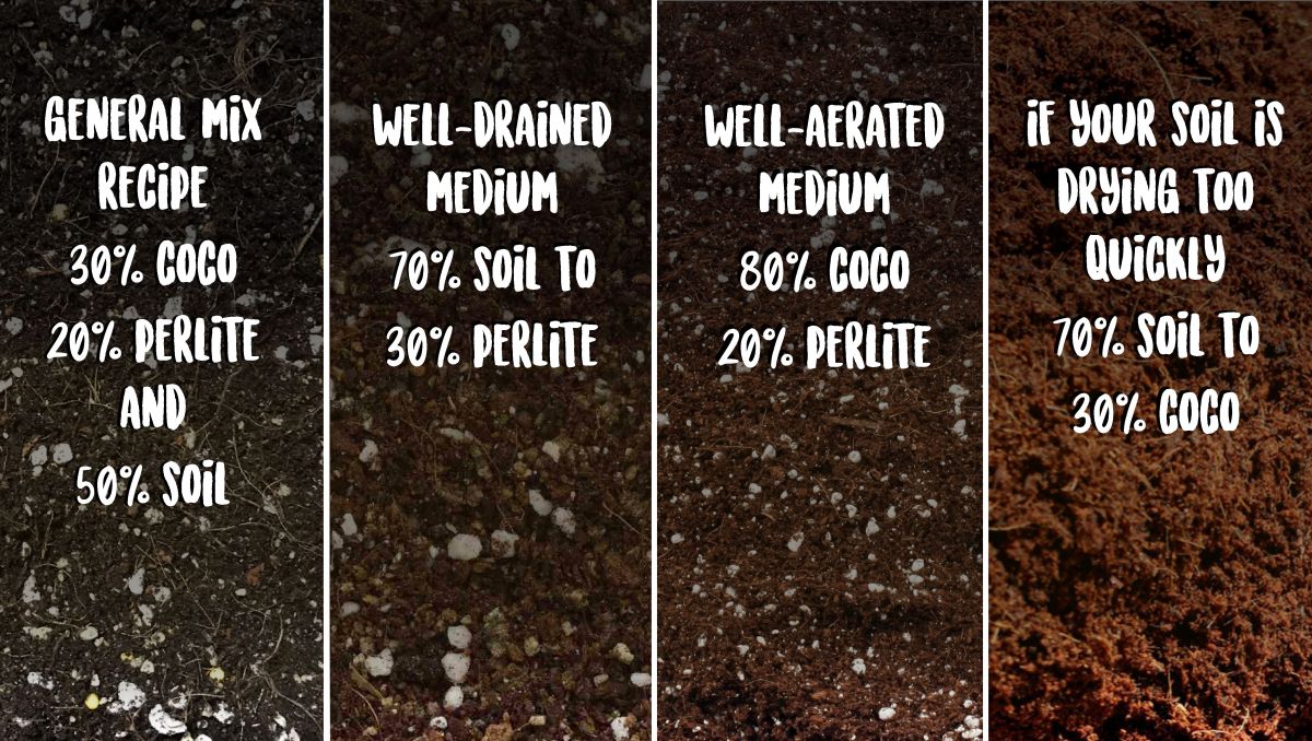 Pěstování samonakvétacího konopí venku: tipy na směs pro vaše médium Pěstování samonakvétacího konopí venku: tipy na směs pro vaše médium