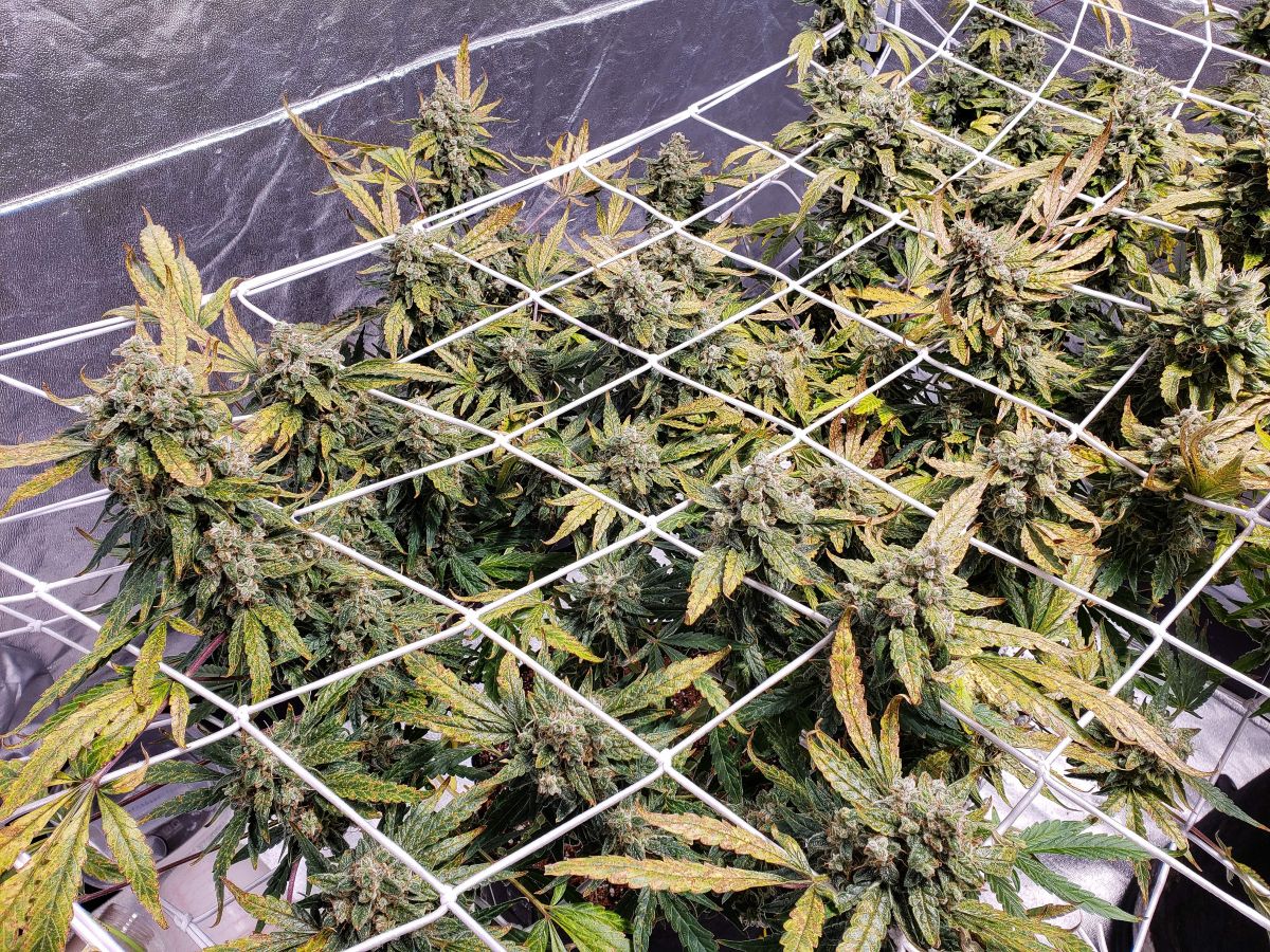 smoothie-auto.jpg smoothie auto by JohnnyBlaz3