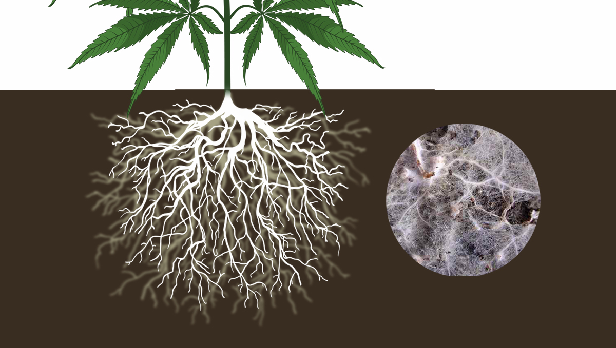 Cannabis and mycorrhizae: endo mycorrhizae Cannabis and mycorrhizae: endo mycorrhizae