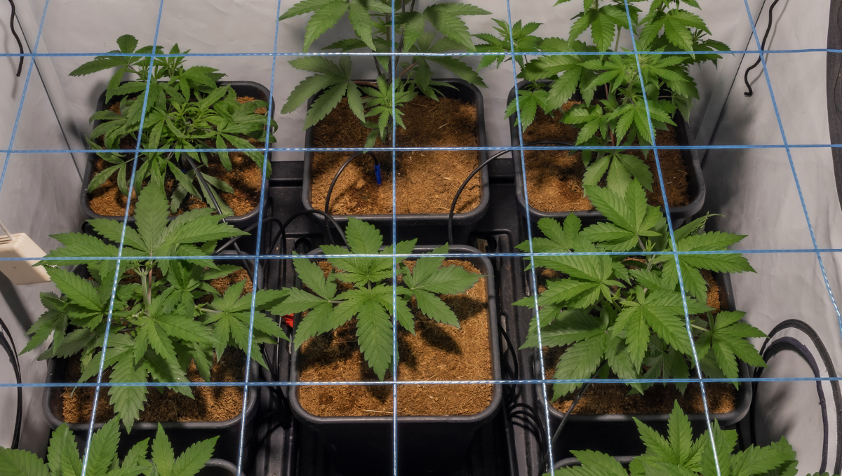 Plagron usage guide: mineral fertilizers for coco Plagron usage guide: mineral fertilizers for coco