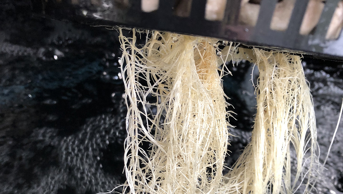 How to prevent algae in hydro: clean your setup