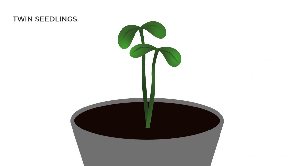 Common cannabis mutations: twin seedlings