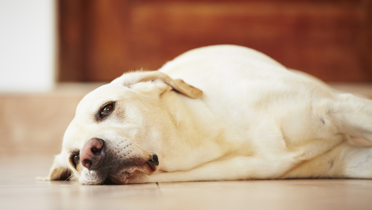 Pets' sensitive respiratory system is more sensitive to secondhand cannabis smoke.