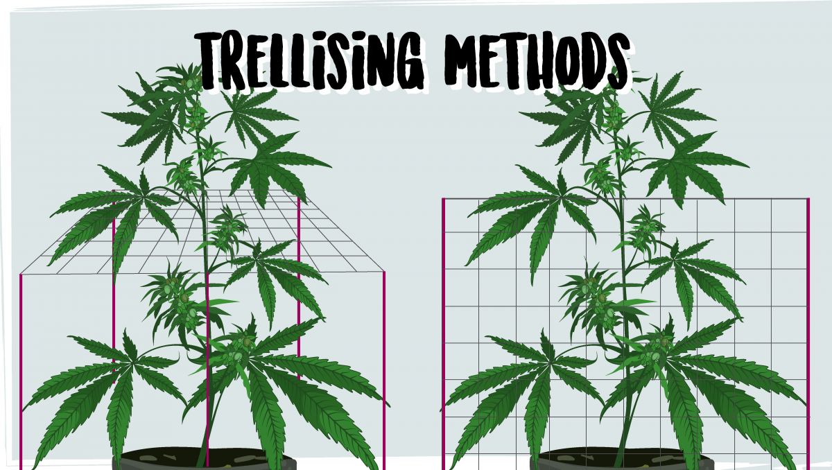 Pěstování samonakvétacího konopí venku: podpora rostlin pomocí mřížové sítě Pěstování samonakvétacího konopí venku: podpora rostlin pomocí mřížové sítě