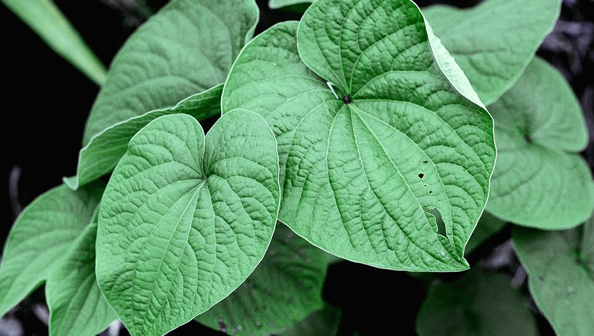 Non-marijuana cannabinoids: kava