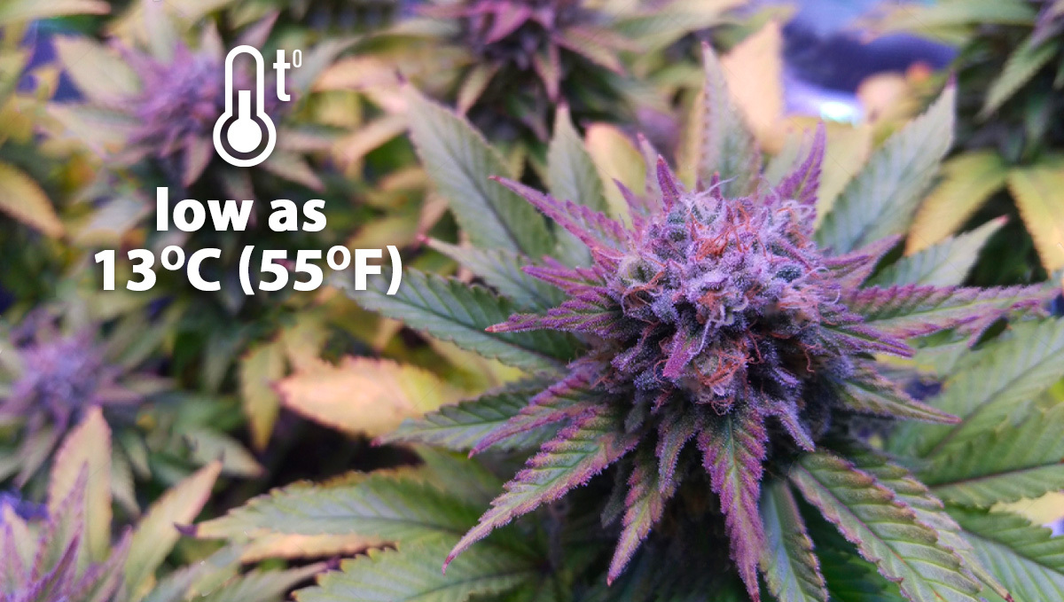 Optimal temperature to turn your bud purple