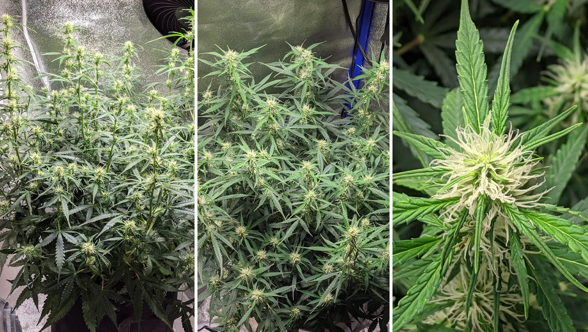 Sour diesel auto guide: week 6