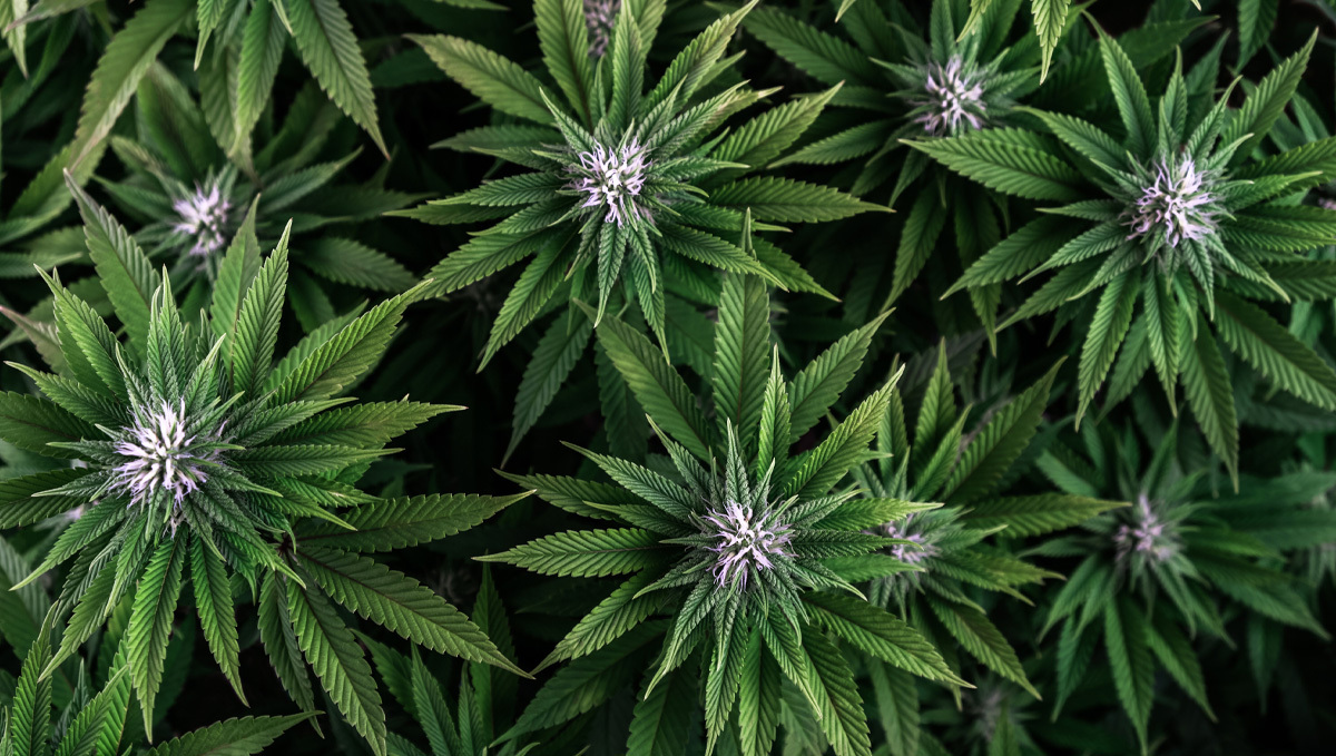 Aptus usage guide: nutrispray