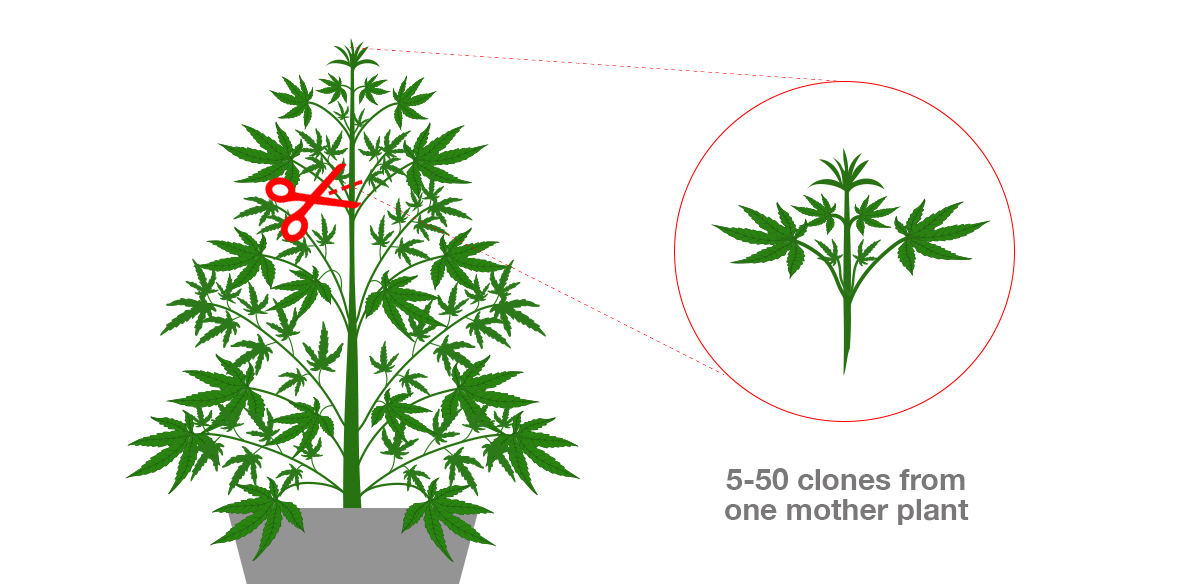 How To Maintain A Perpetual Harvest: taking clones How To Maintain A Perpetual Harvest: taking clones