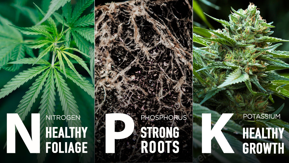 Organic Boosters For Flowering