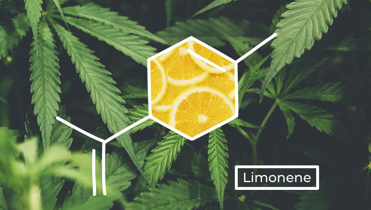 Limonene terpenes provide citrus flavor and aroma to cannabis. 