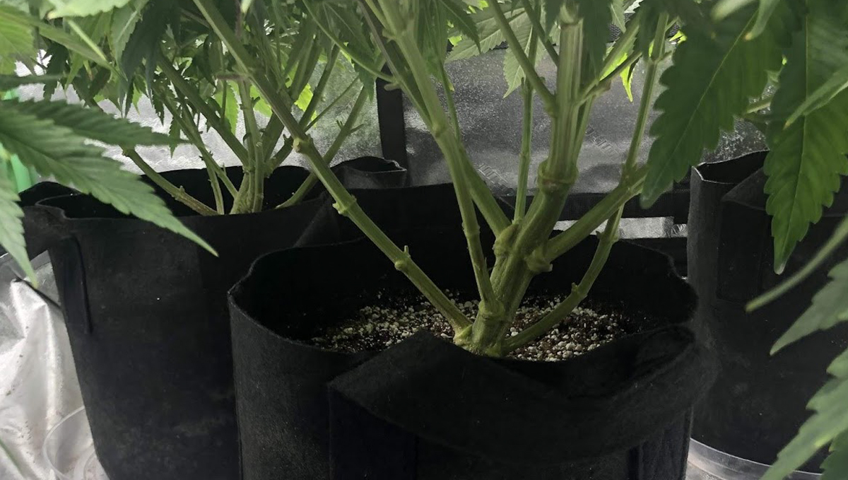 Lollipopping: Wedding Cheesecake Auto Lollipopping: Wedding Cheesecake Auto