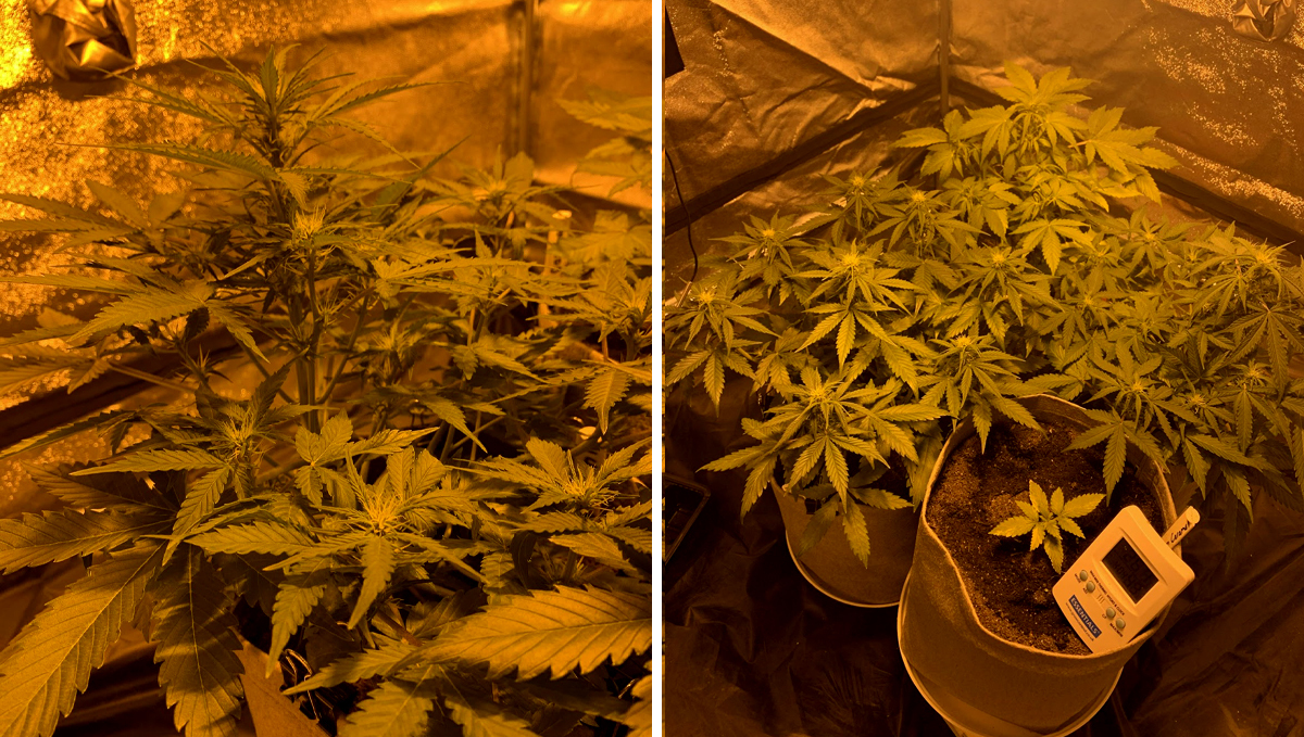 BubbleGum Auto: week 6