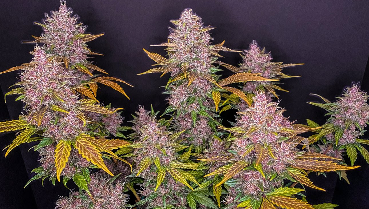 The top 5 fastest autos: lsd-25 auto