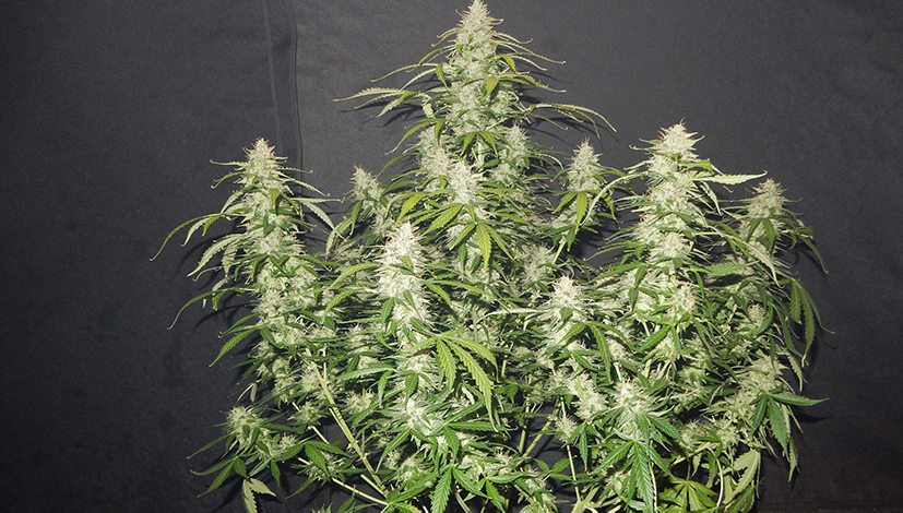 tripaholic88.jpg Tripaholic88's Fast Buds Cream Cookies