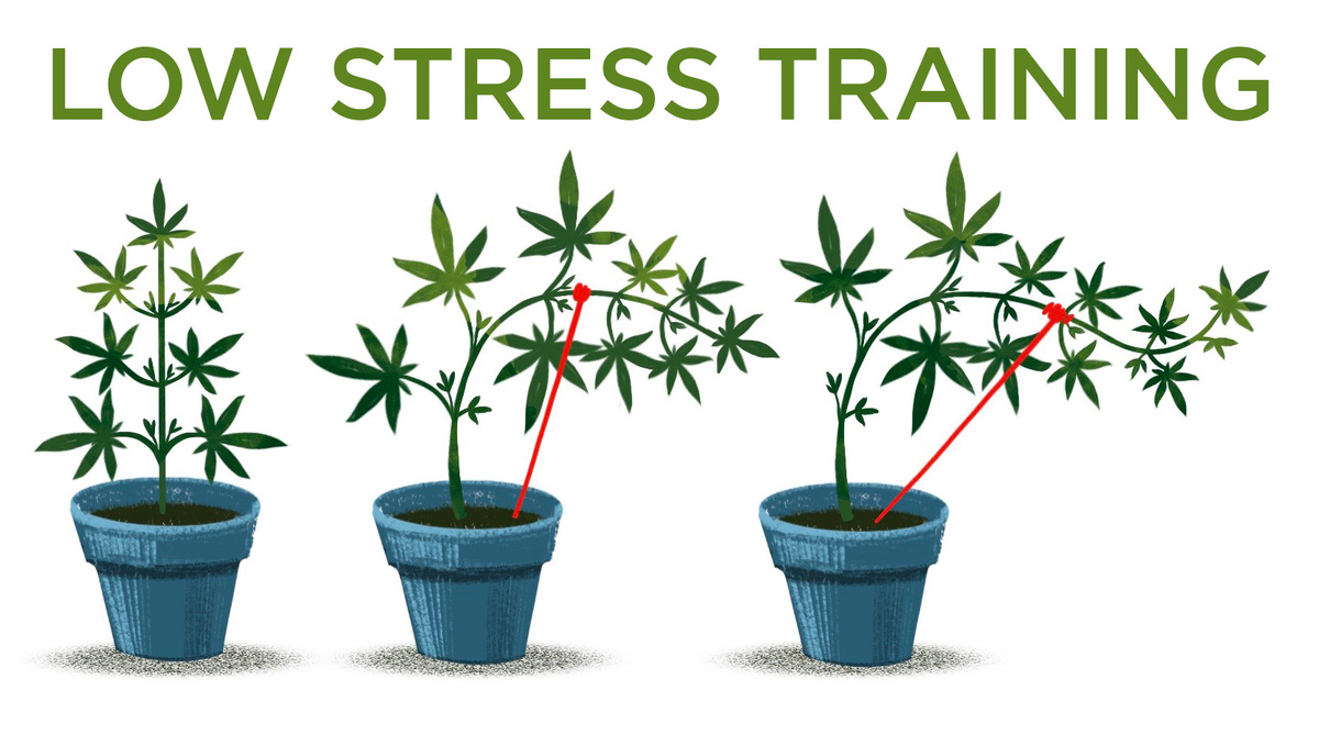 5 Top Tips On Training Your Cannabis Plants: Low stress training graph 5 Top Tips On Training Your Cannabis Plants: Low stress training graph