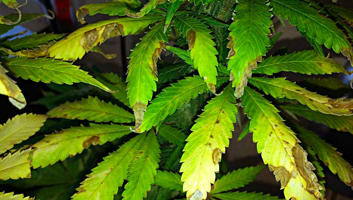 Fungus Gnats Symptoms