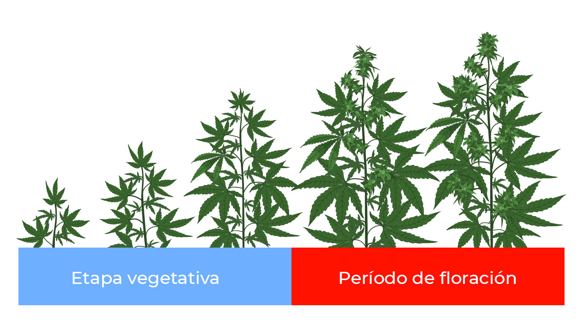 Light Spectrum for Cannabis growth stages Light Spectrum for Cannabis growth stages