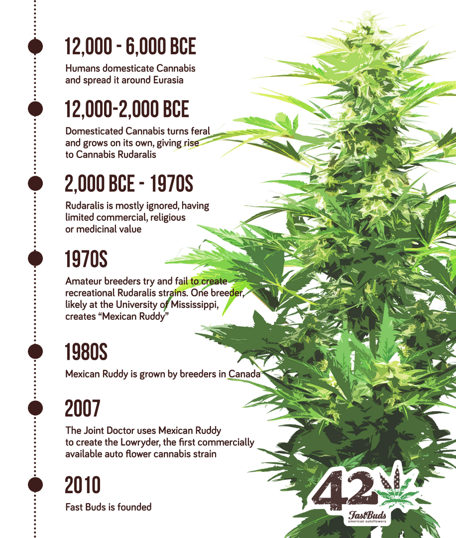 A timeline describing the history of autoflowering cannabis