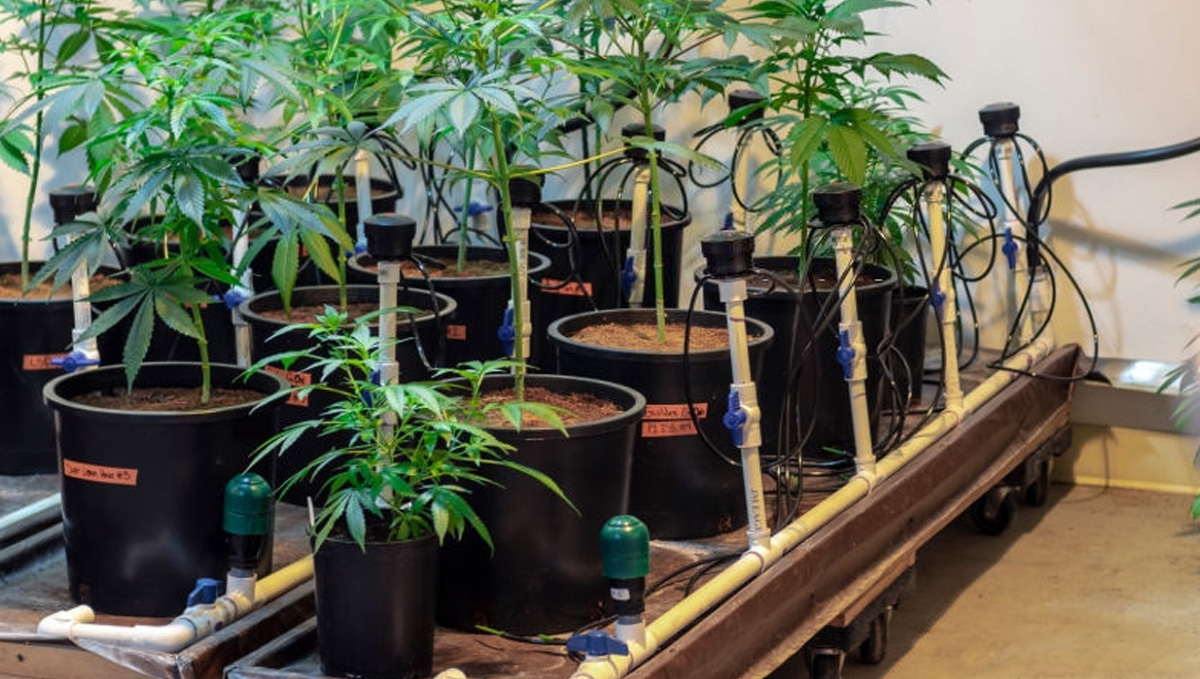 Advantages of Growing Cannabis in Hydroponic Setups