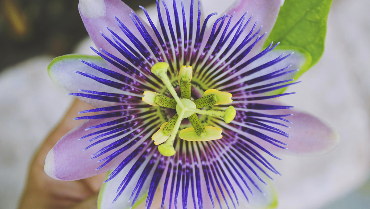 Passionflower is a unique flower that'll add an eathy flavor to your weed blend joint.