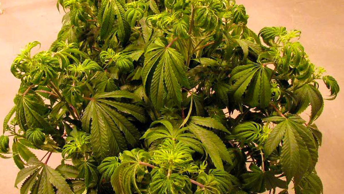 Anzeichen für die Überwässerung deiner Pflanzen Anzeichen für die Überwässerung deiner Pflanzen